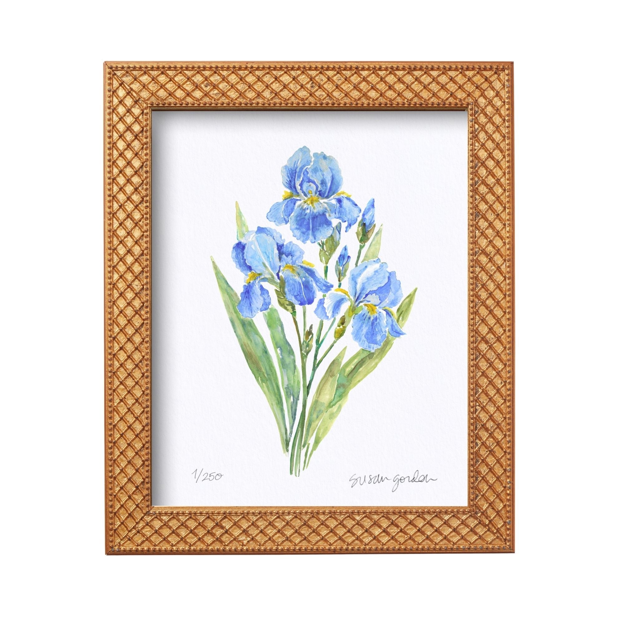 8x10 Dwarf Bearded Iris Prints By Susan Gordon