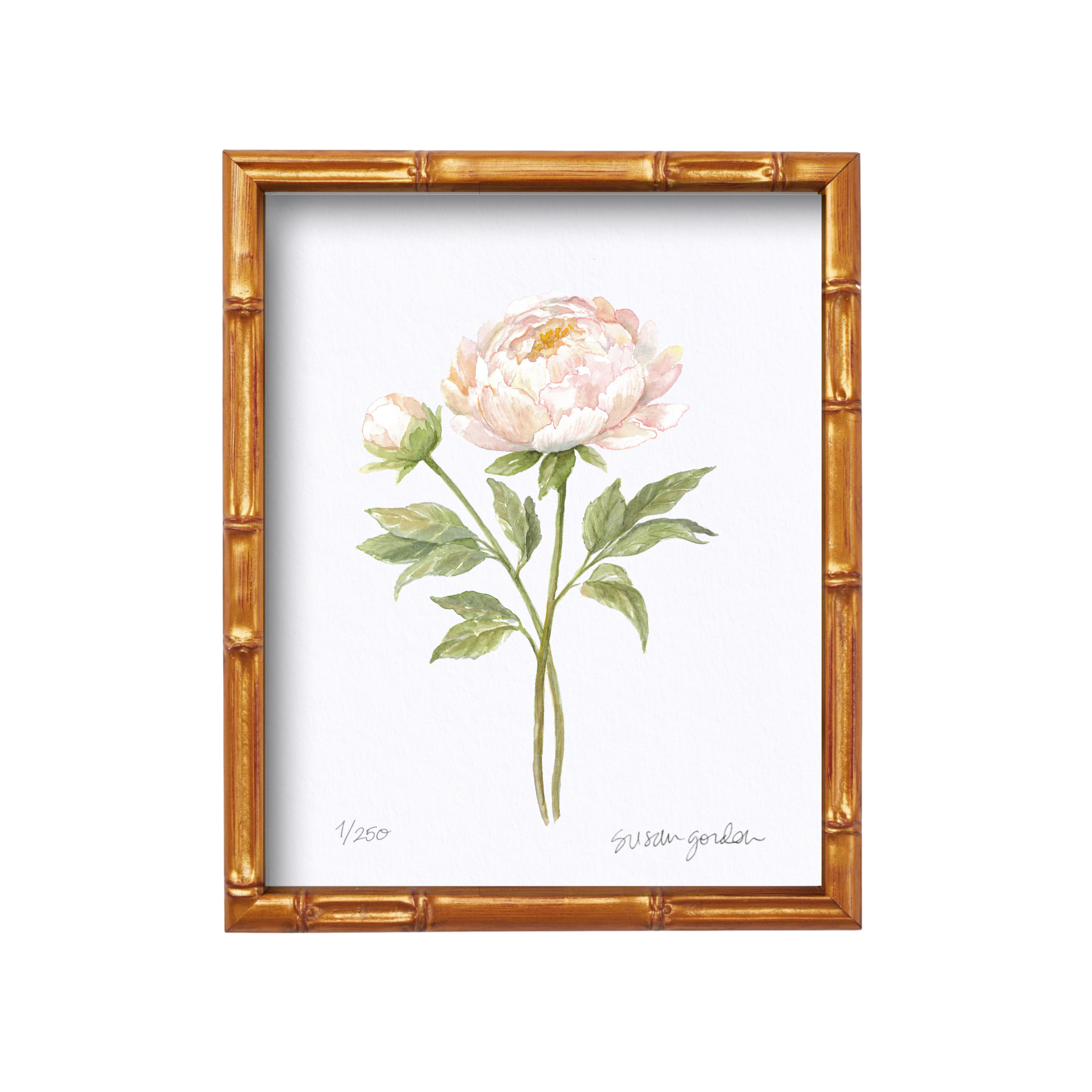 8x10 Peony Prints By Susan Gordon