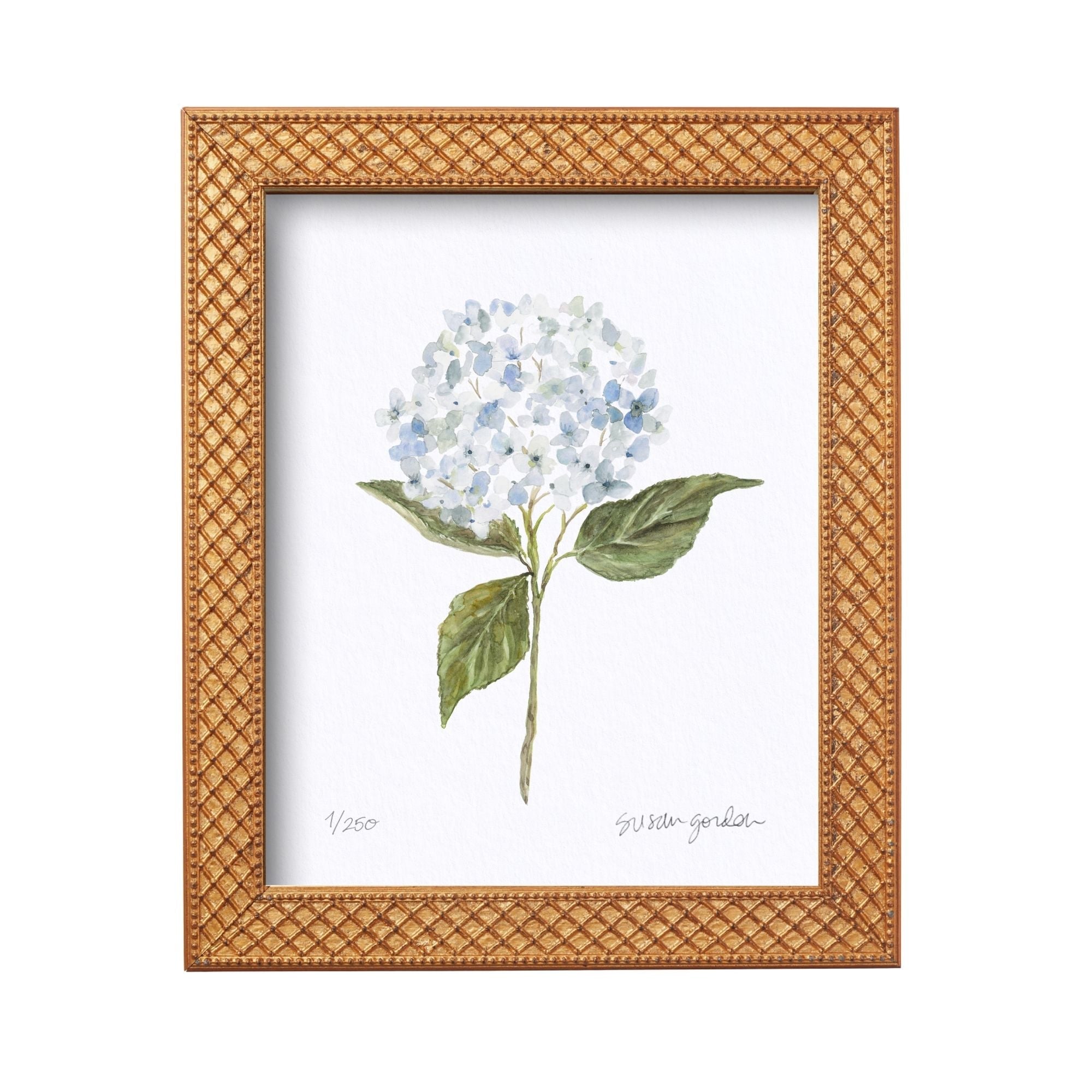 8x10 Hydrangea Print No. 1 By Susan Gordon