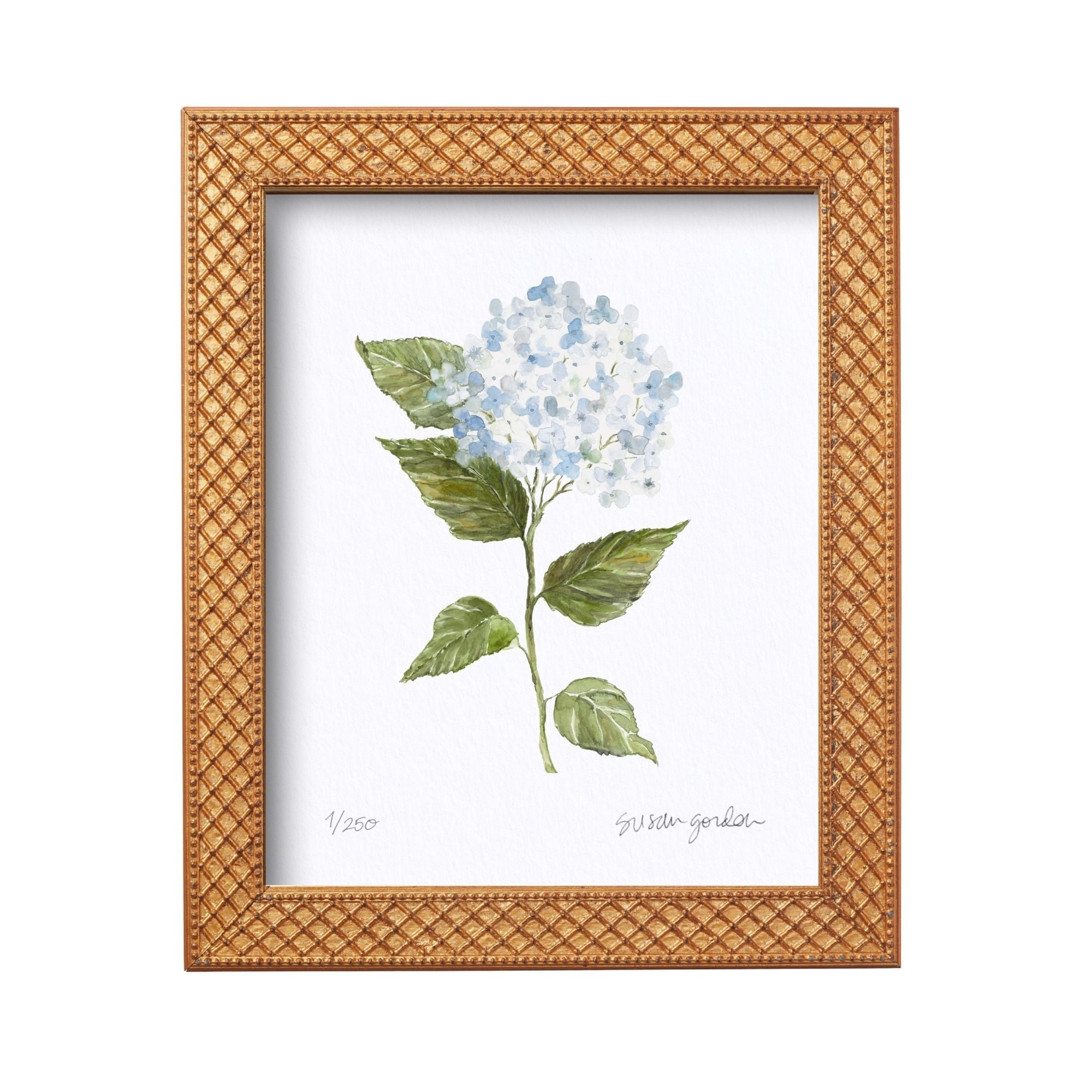 8x10 Hydrangea Print No. 2 By Susan Gordon