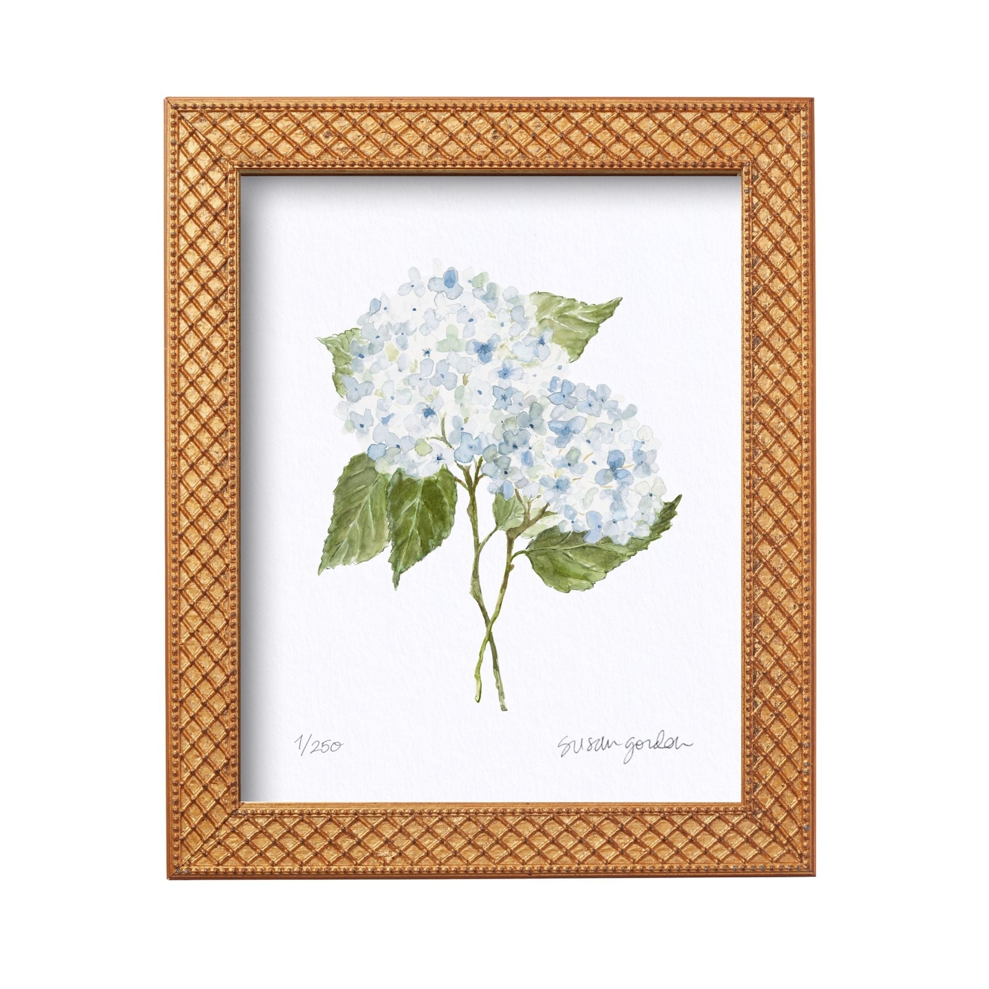 8x10 Hydrangea Print No. 3 By Susan Gordon