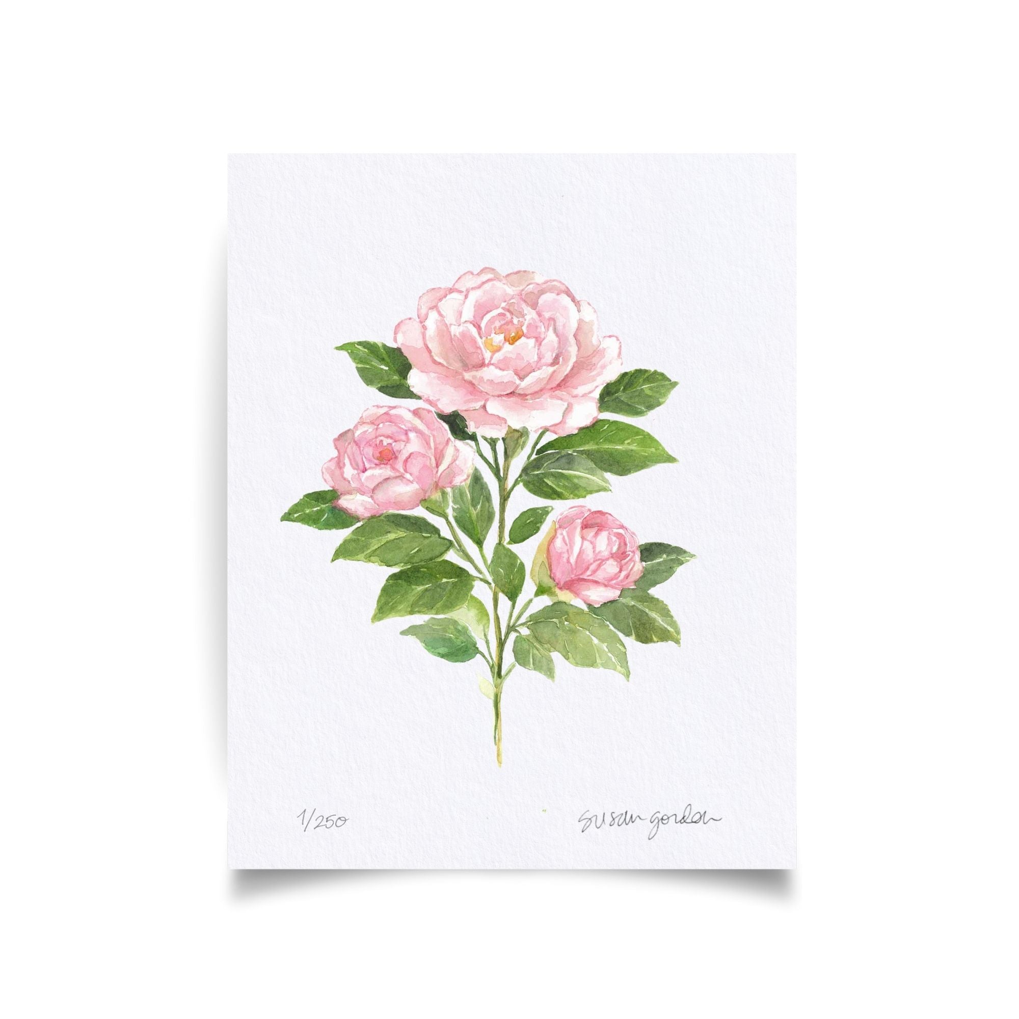 8x10 Camellia Prints By Susan Gordon