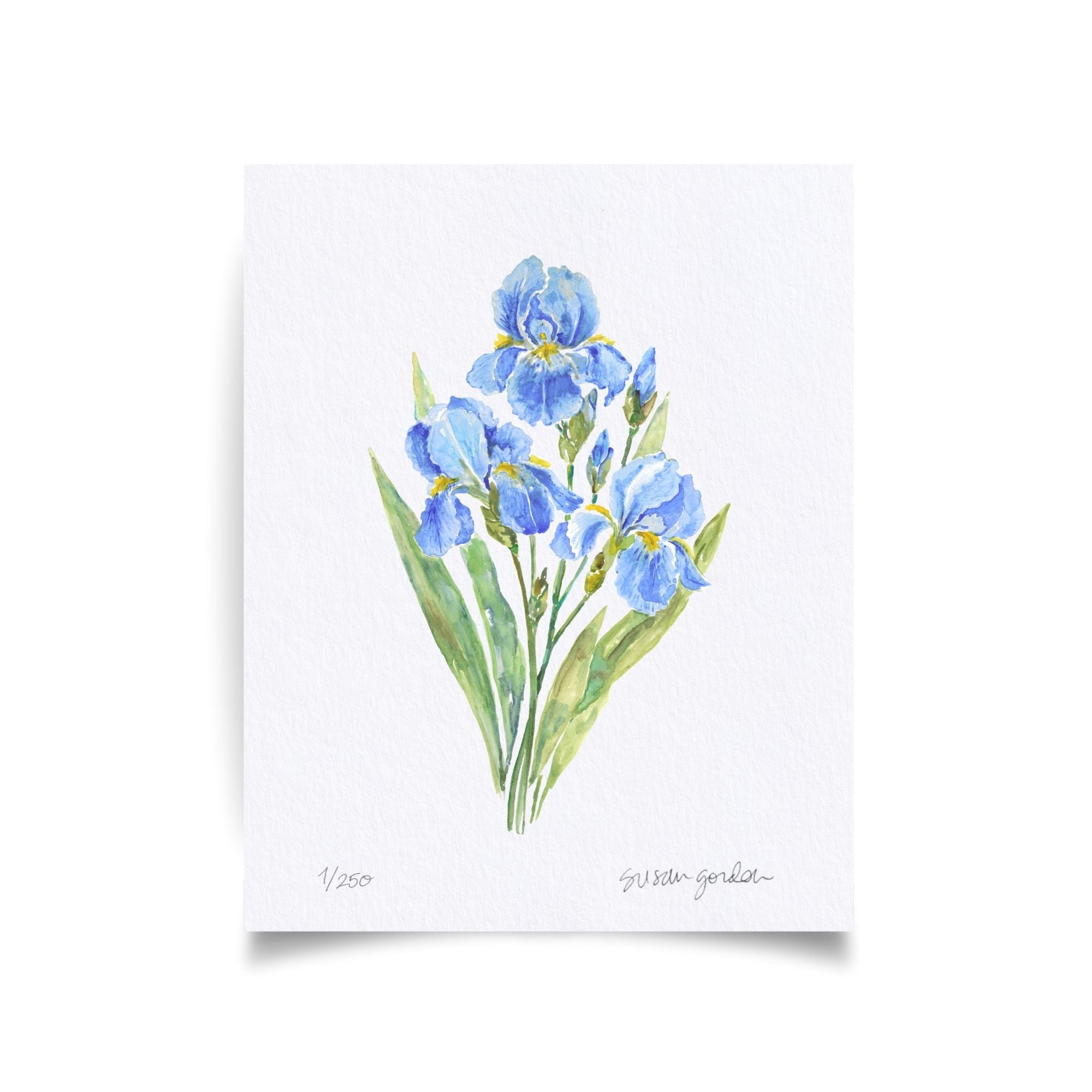 8x10 Dwarf Bearded Iris Prints By Susan Gordon