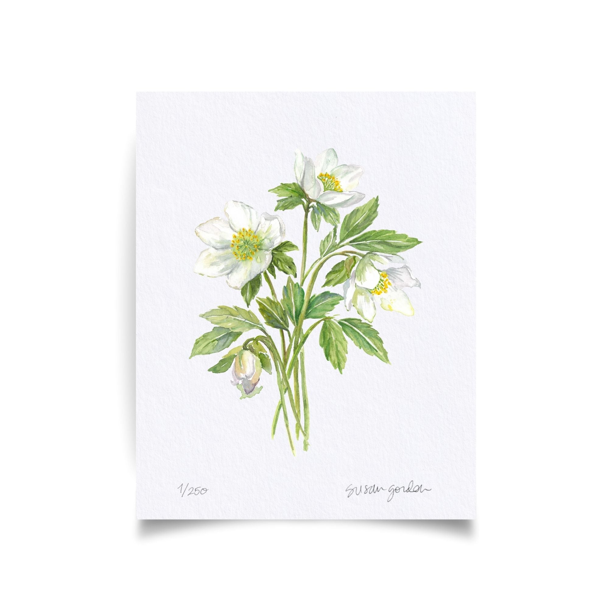 8x10 Lenten Rose Prints By Susan Gordon