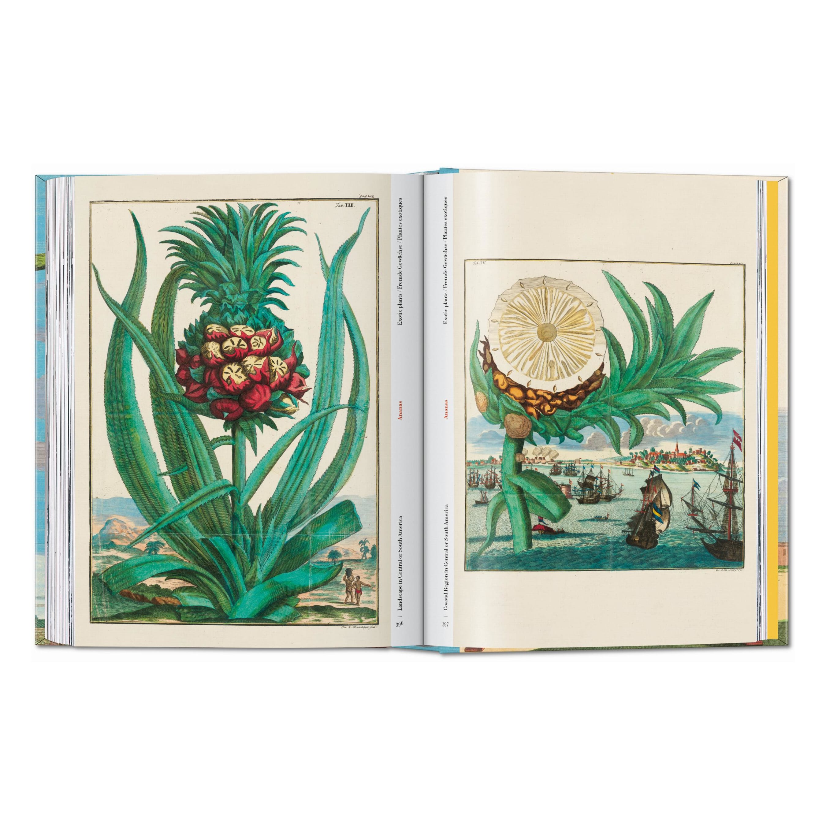 J. C. Volkamer. The Book of Citrus Fruits. 45th Ed. (German, French, English)