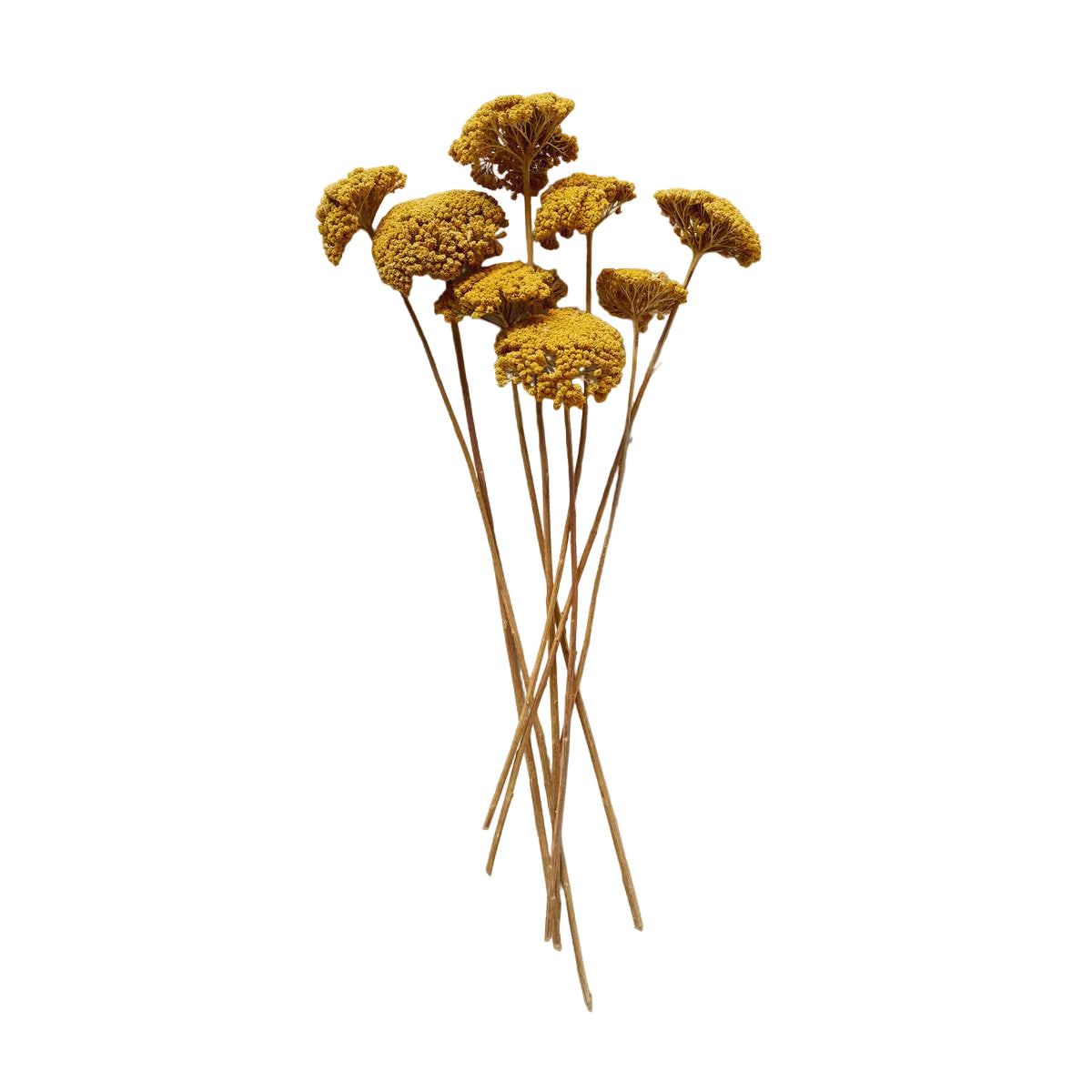 Dried Natural Yarrow