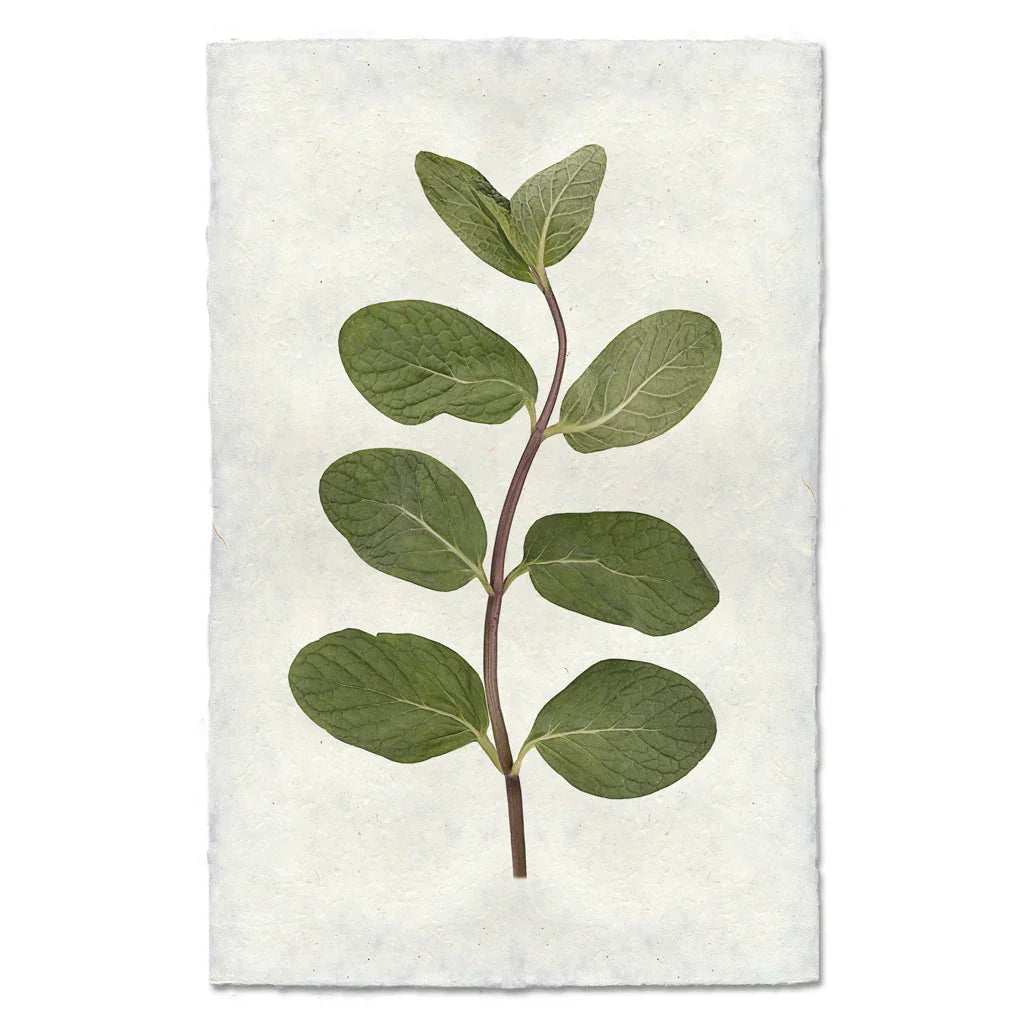 Mint - The Mayfair Hall