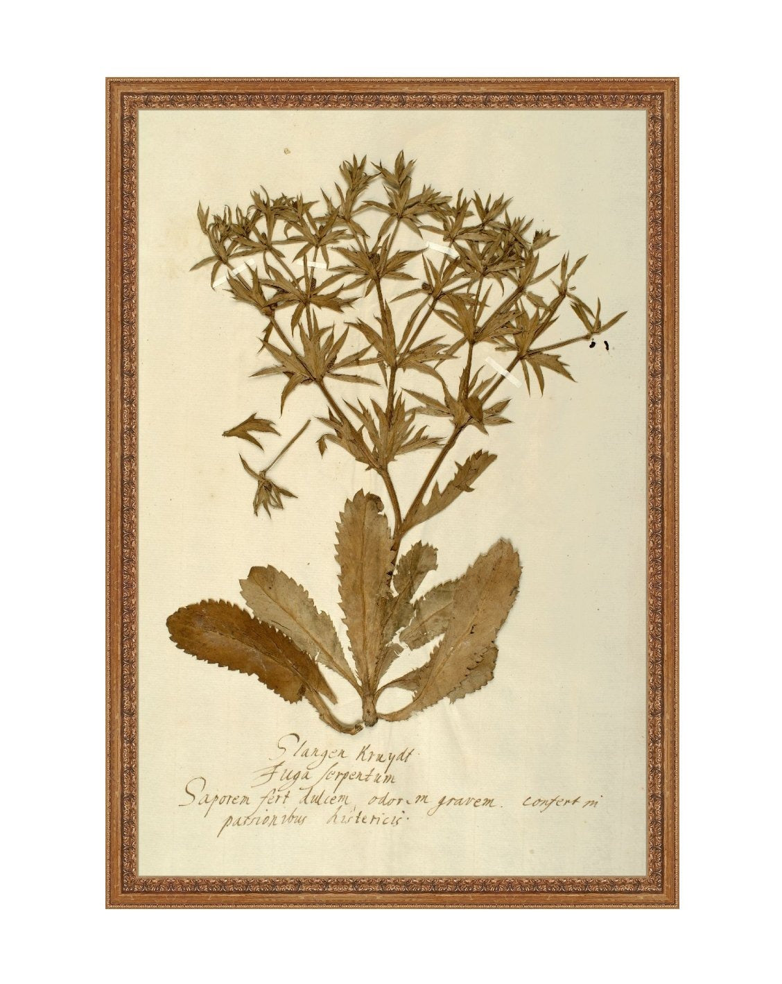 HerbariumII.jpg?v=1777891487&