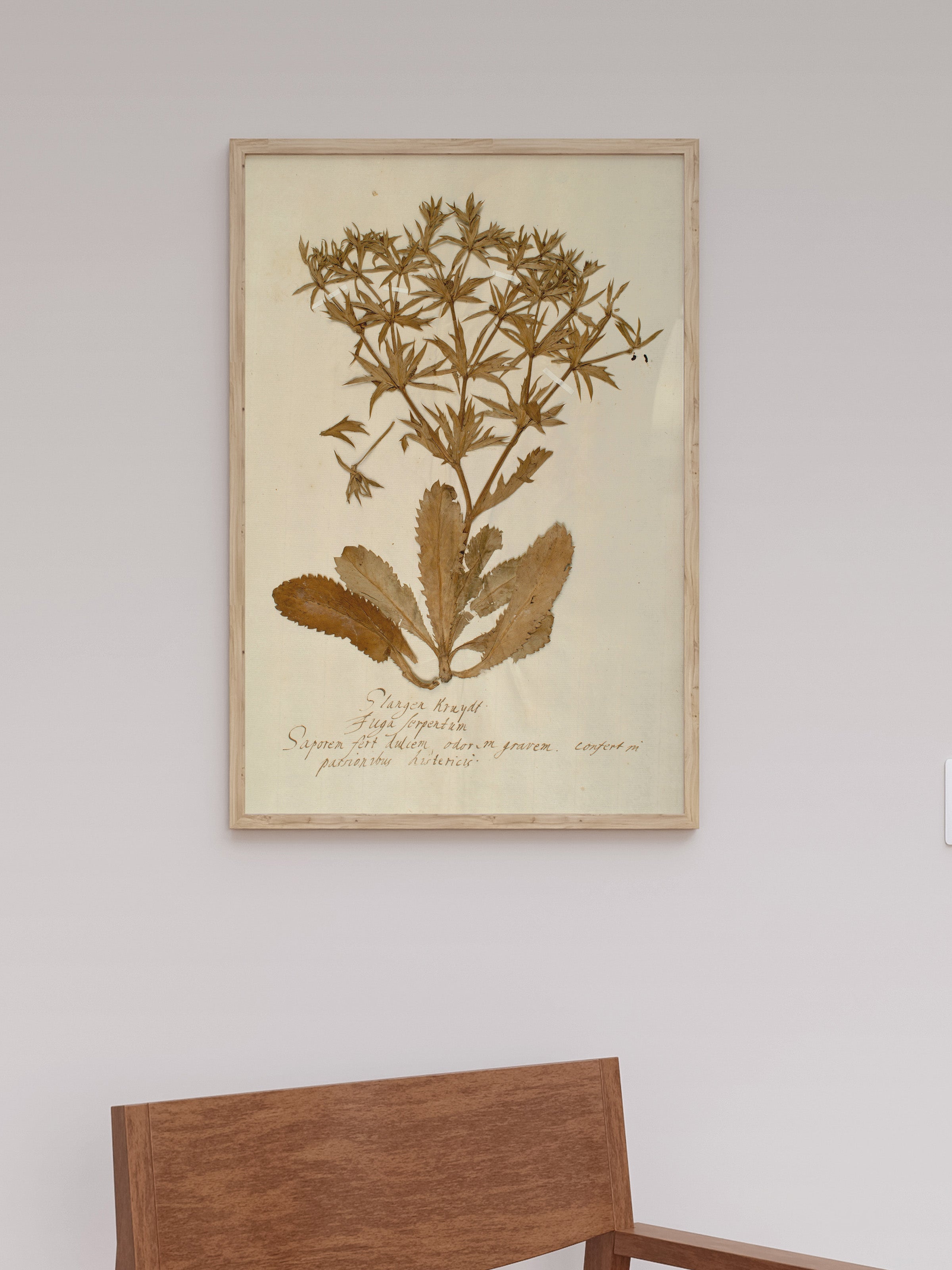 Herbarium II