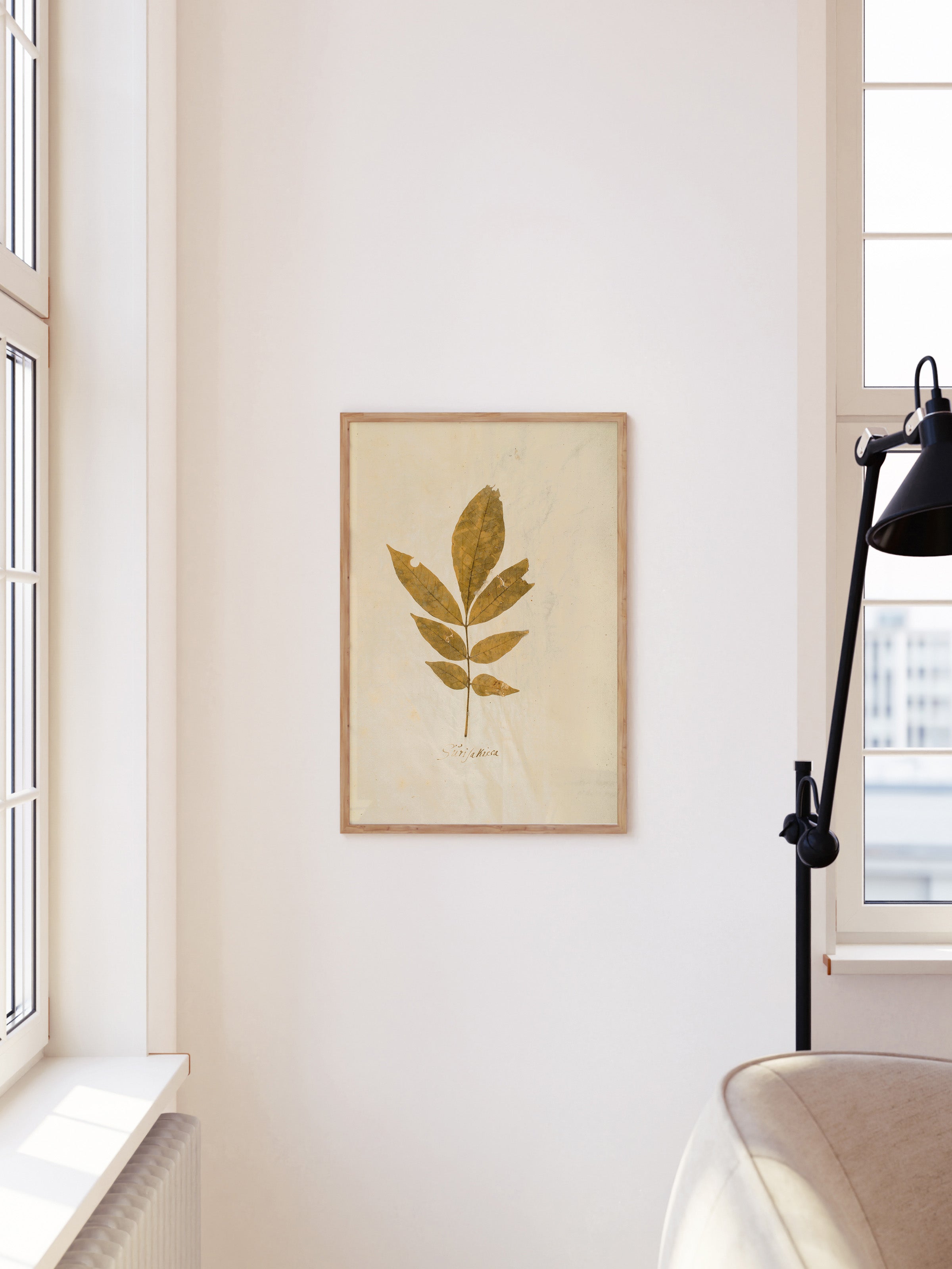 Herbarium XI