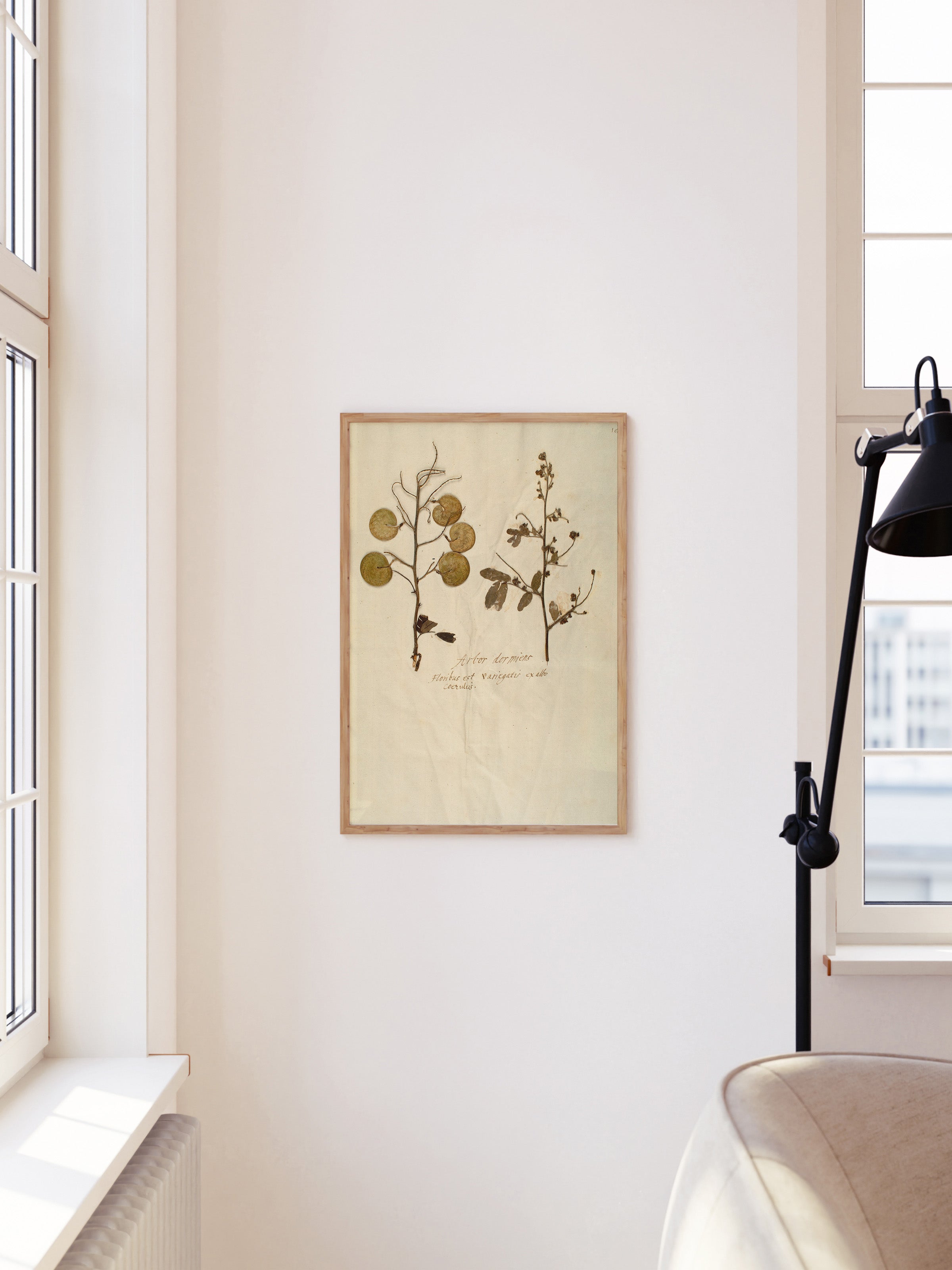 Herbarium X