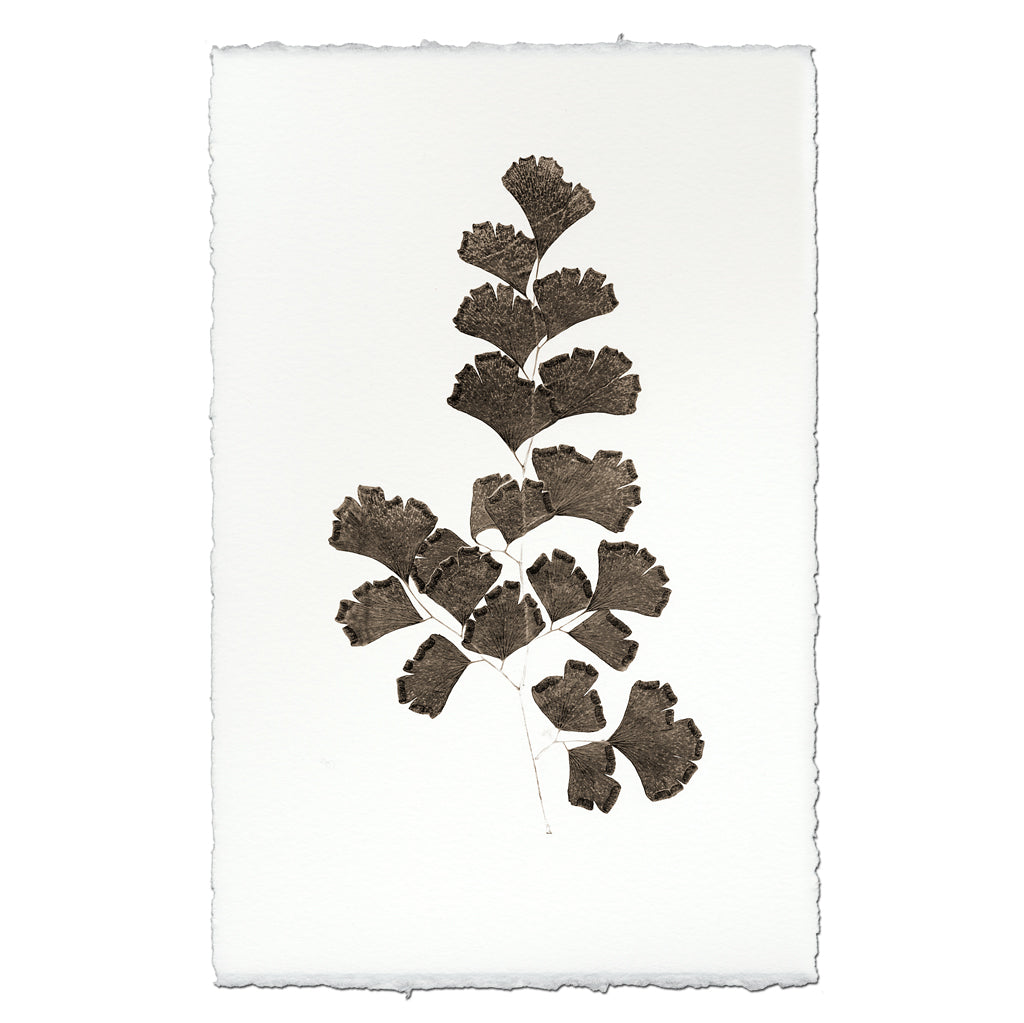 Leaf Study #3