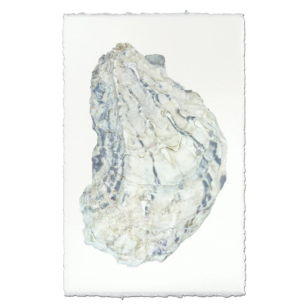 Oyster Study #15 - The Mayfair Hall