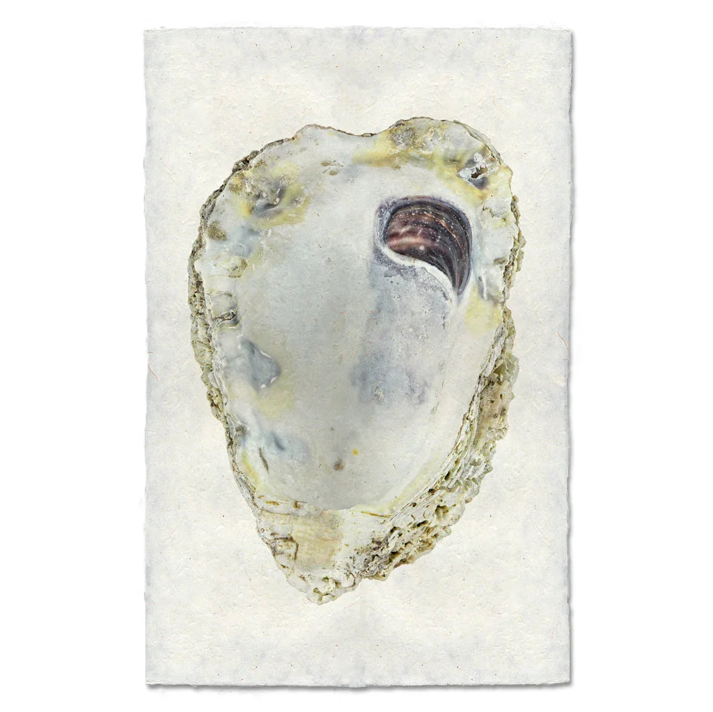Oyster Study #3 - The Mayfair Hall