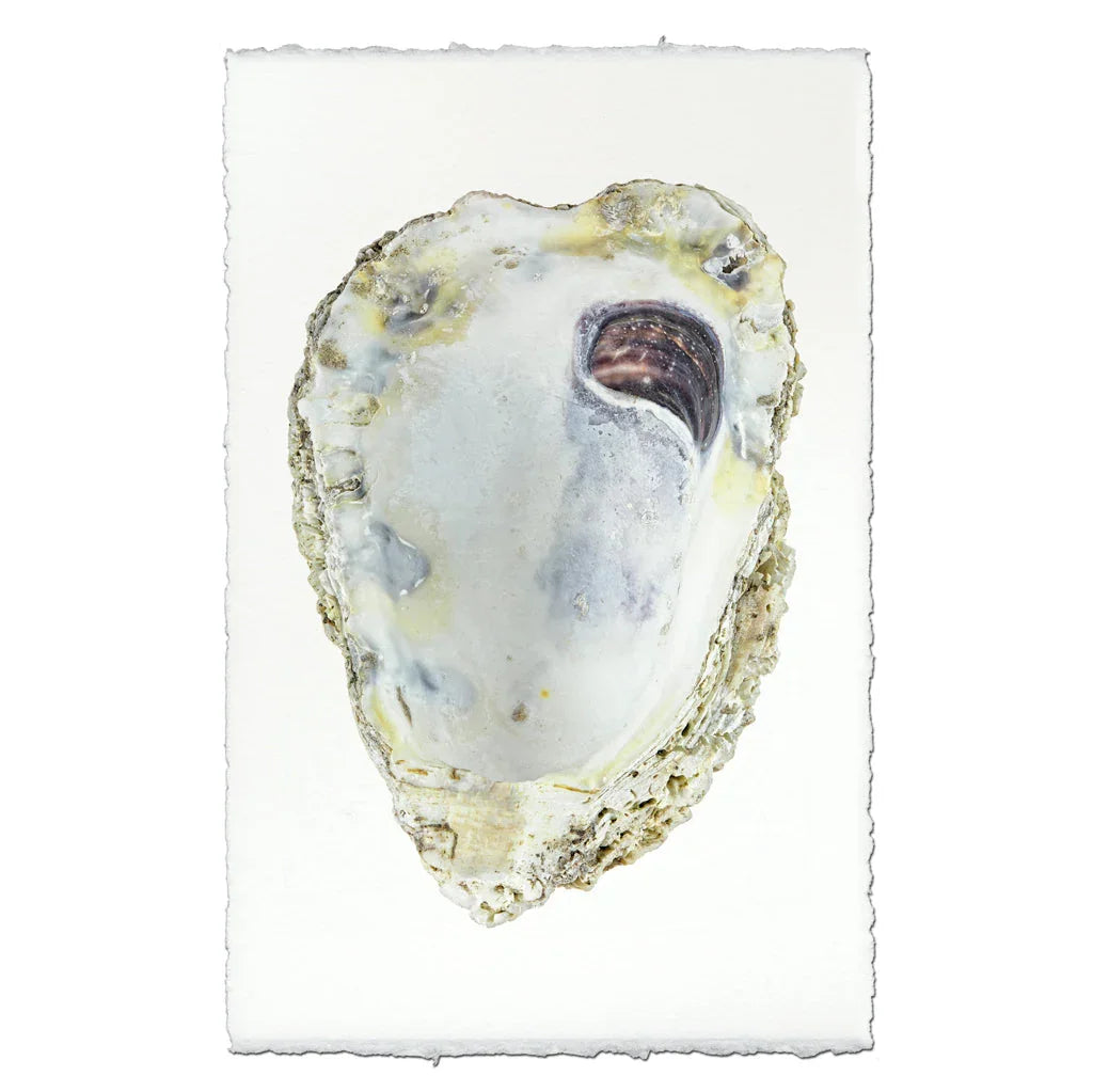 Oyster Study #3 - The Mayfair Hall