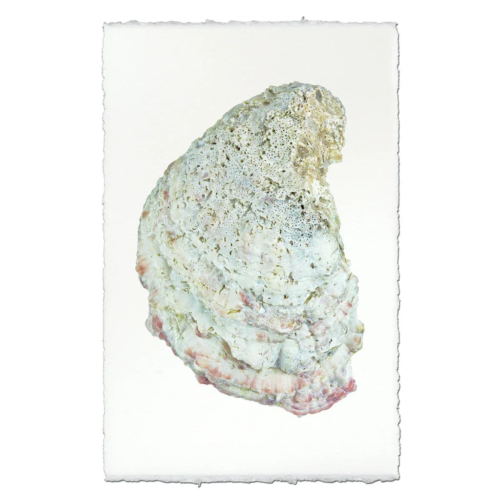 Oyster Study #4 - The Mayfair Hall