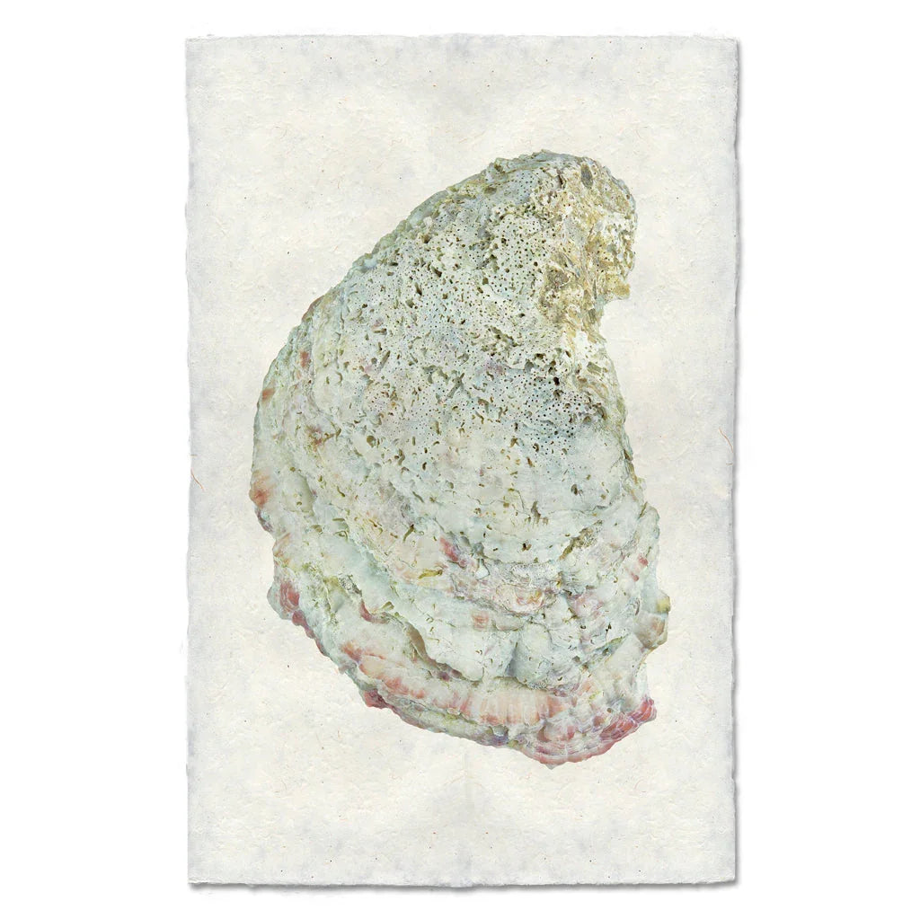 Oyster Study #4 - The Mayfair Hall