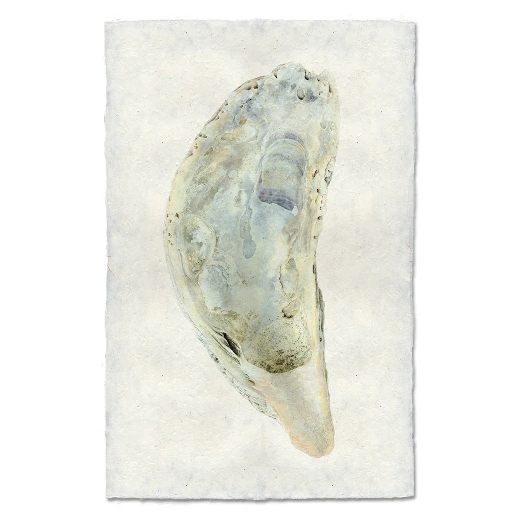 Oyster Study #5 - The Mayfair Hall
