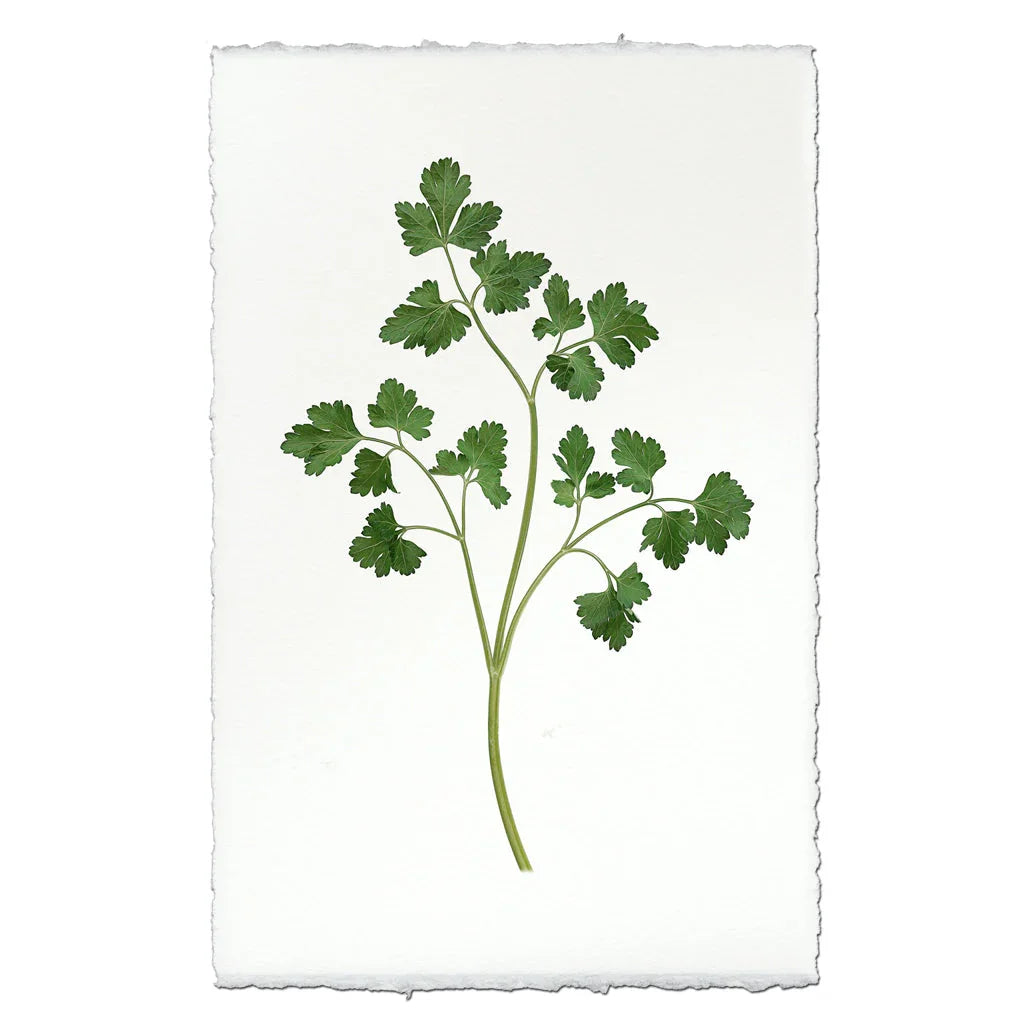 Parsley - The Mayfair Hall