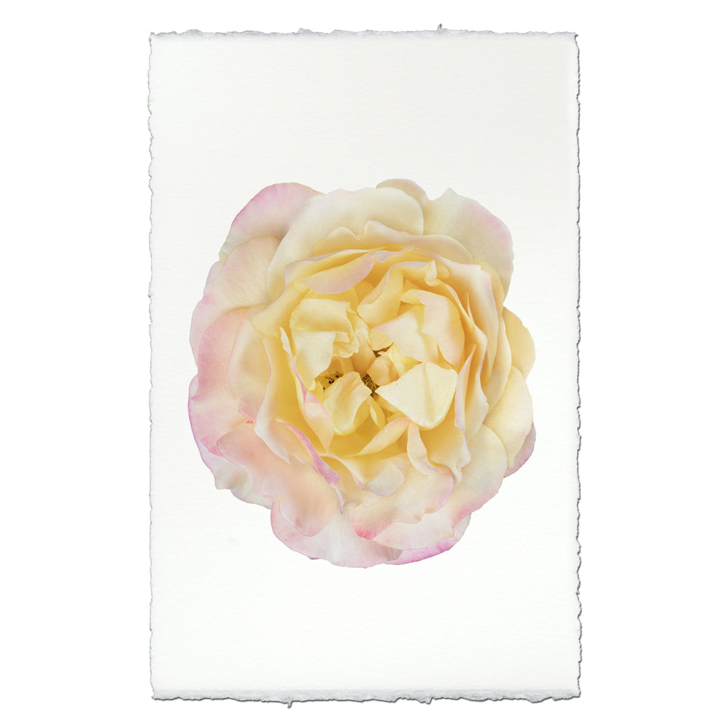 Pink & Yellow Rose - The Mayfair Hall