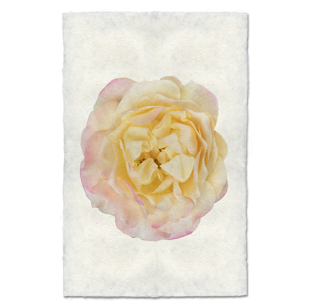 Pink & Yellow Rose - The Mayfair Hall