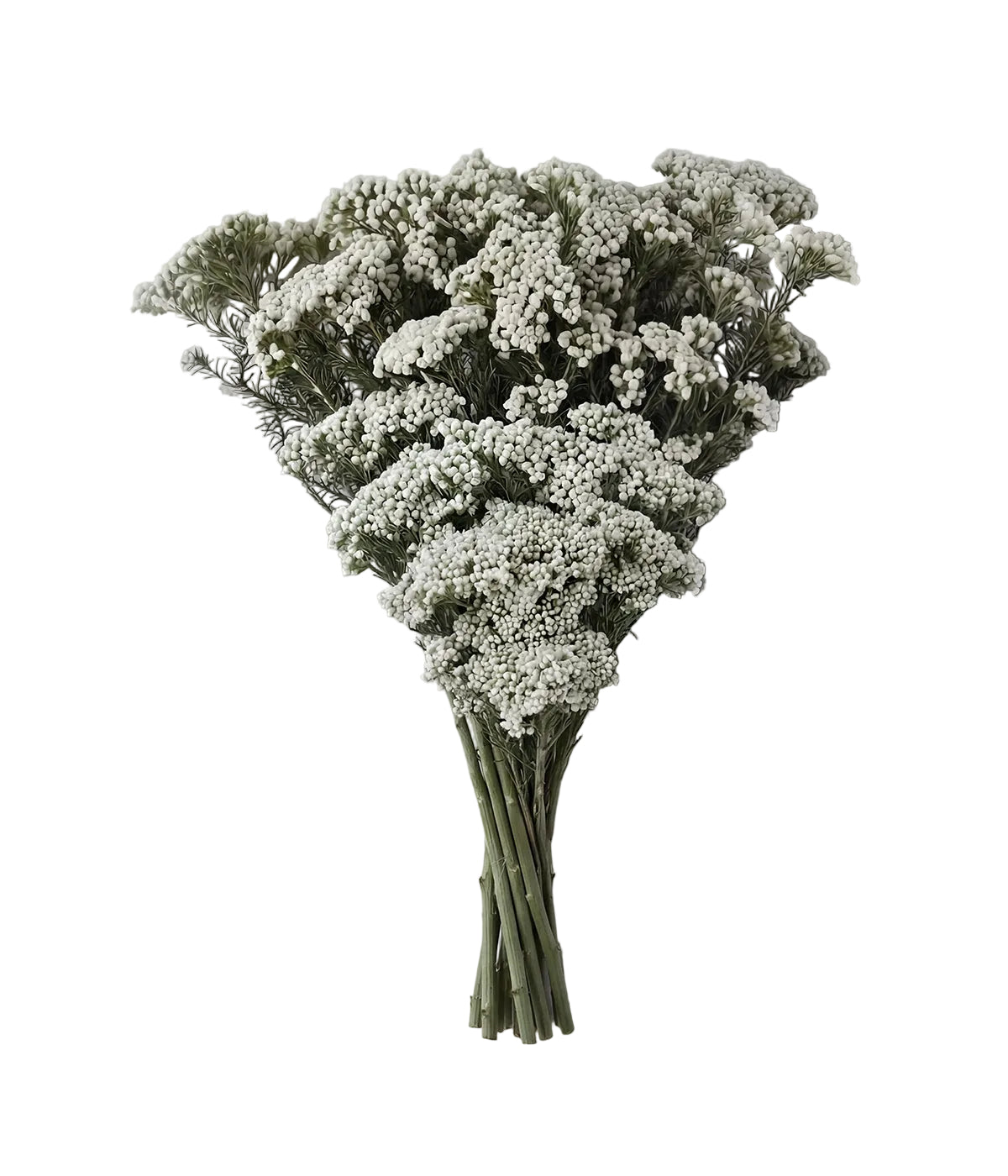 Preserved White Rice Flower