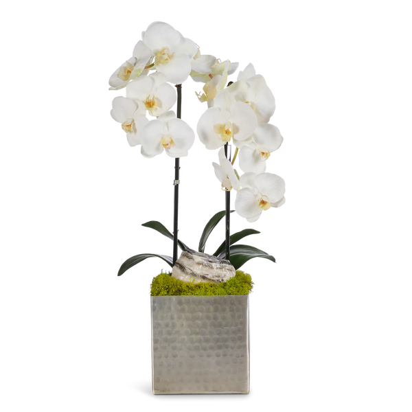 Double White Orchids in Silver Hammered Metal Square Container with Quartz - The Mayfair Hall