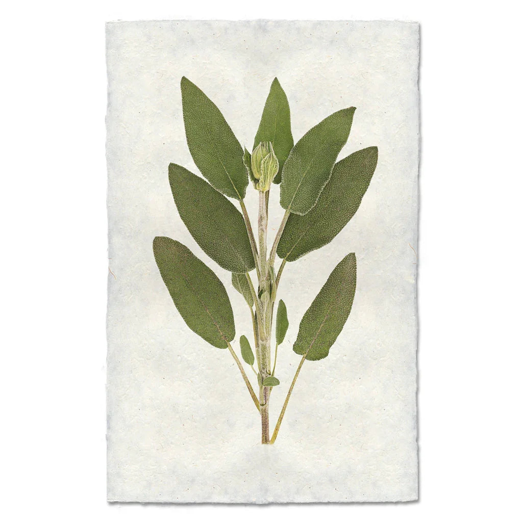 Sage - The Mayfair Hall