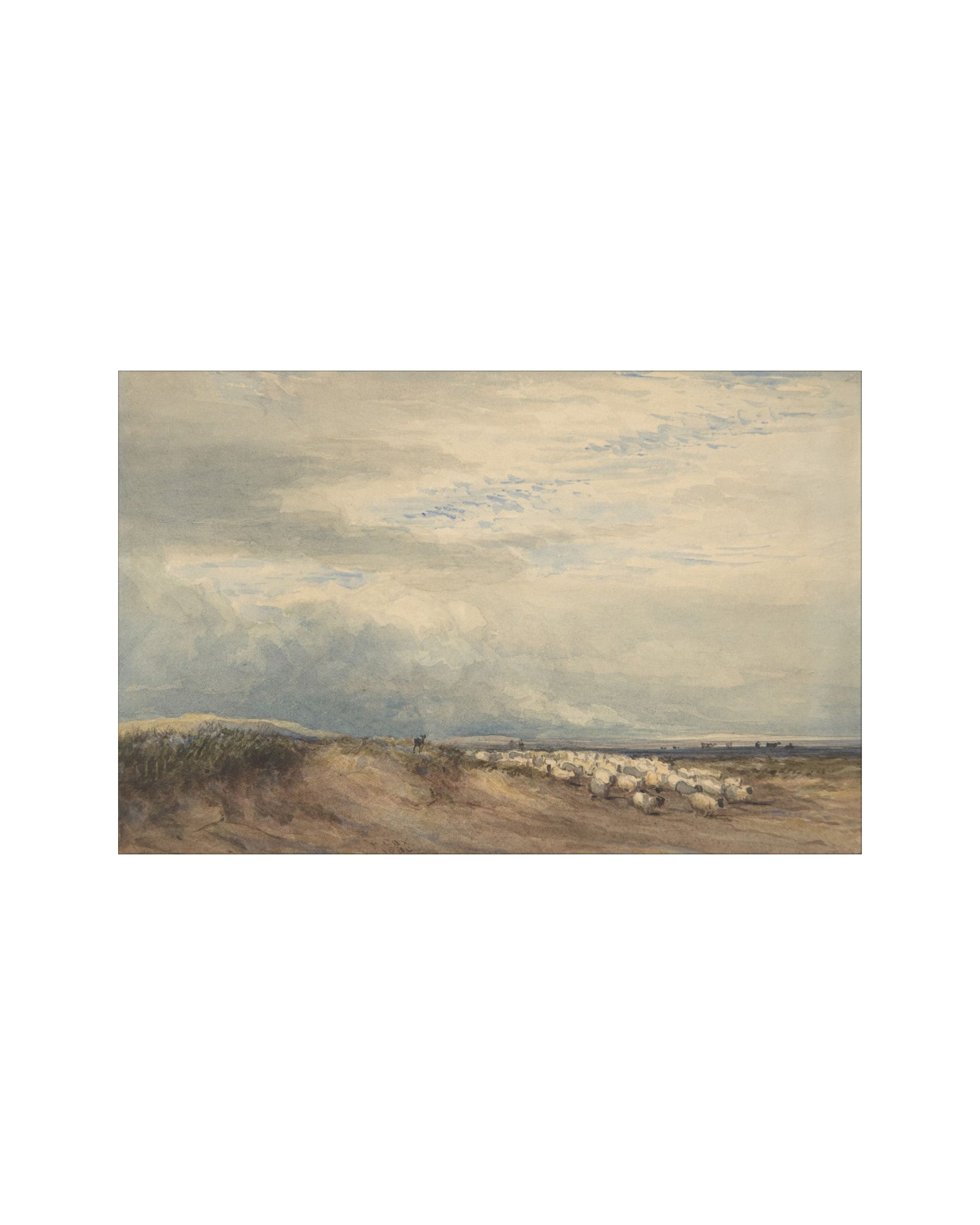 Sheep Field