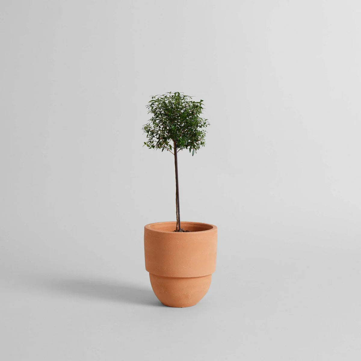 Big Cuff Planter - The Mayfair Hall