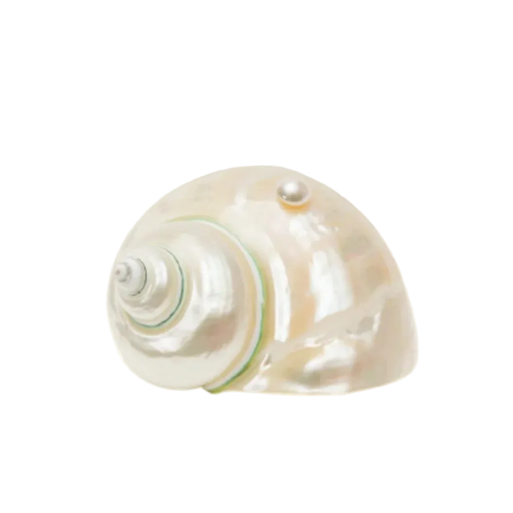 Seashell Decorative Object, Pearl