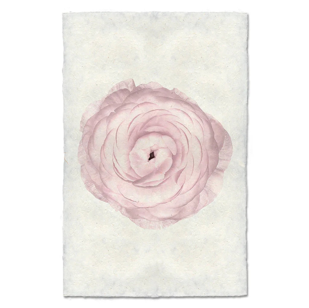 Blush Ranunculus - The Mayfair Hall