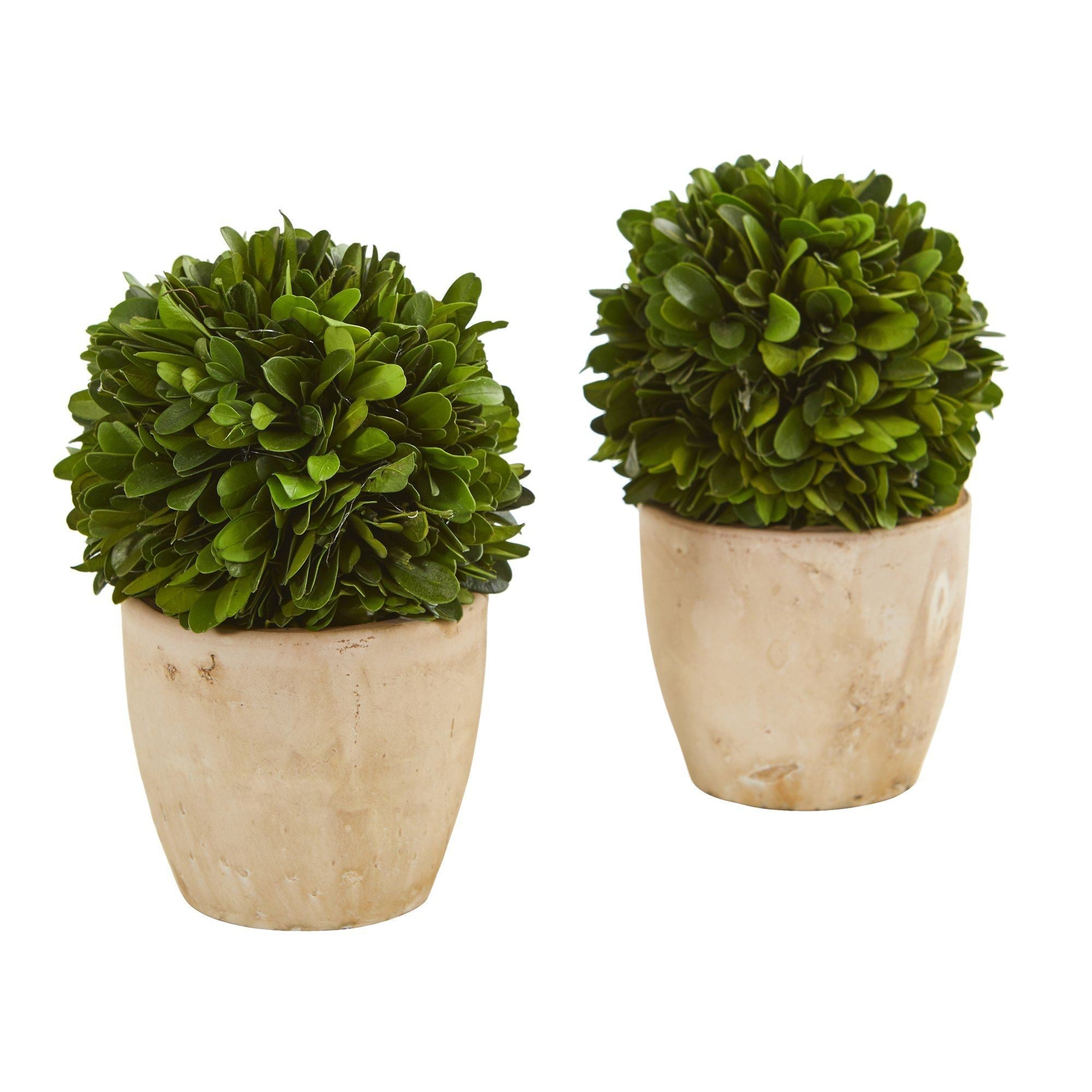 6” Boxwood Ball Preserved Plant in Planter (Set of 2)