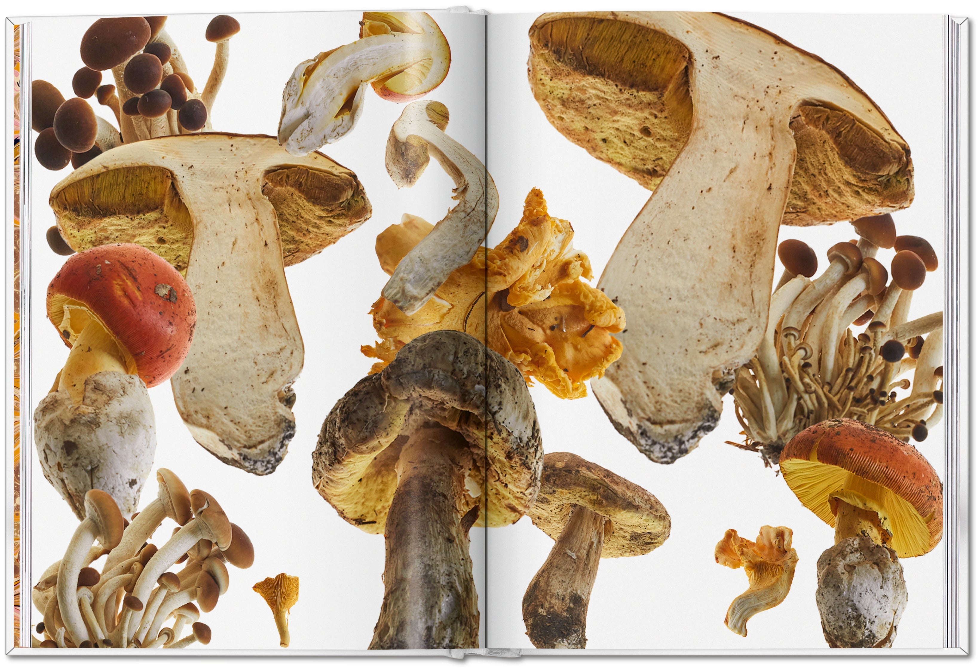 The Gourmand's Mushroom. A Collection of Stories and Recipes (English)