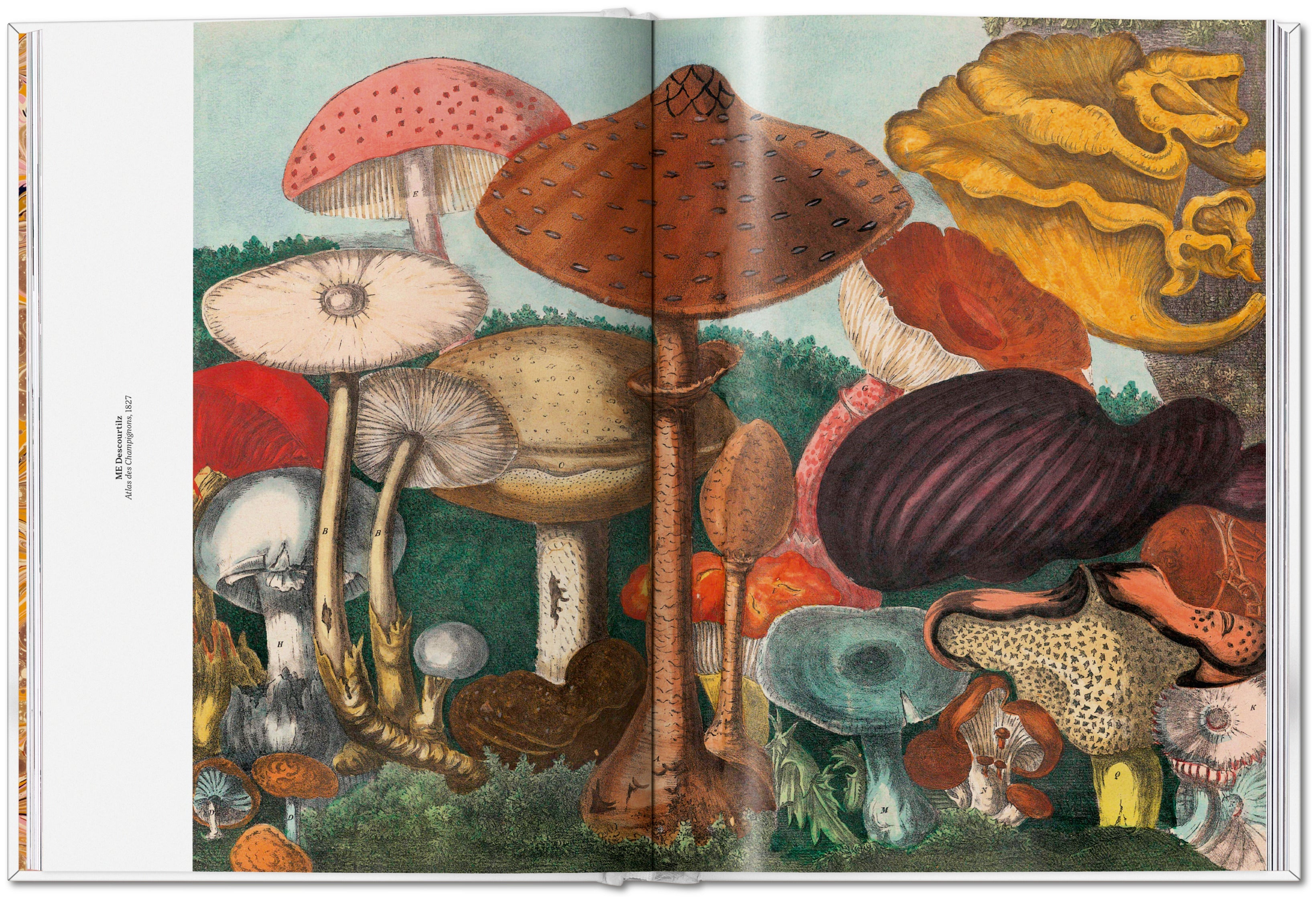 The Gourmand's Mushroom. A Collection of Stories and Recipes (English)
