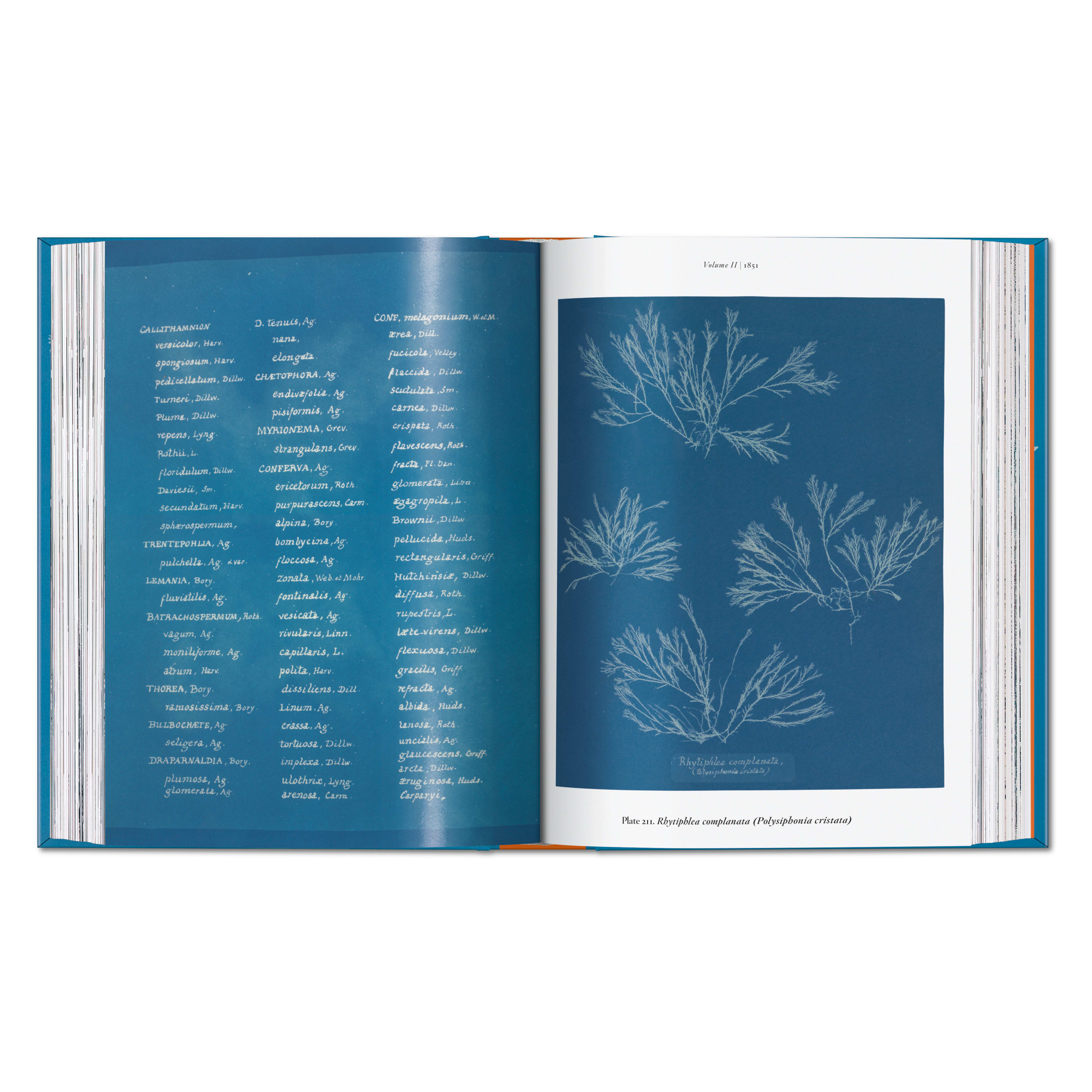 Anna Atkins. Cyanotypes. 45th Ed. (German, French, English)
