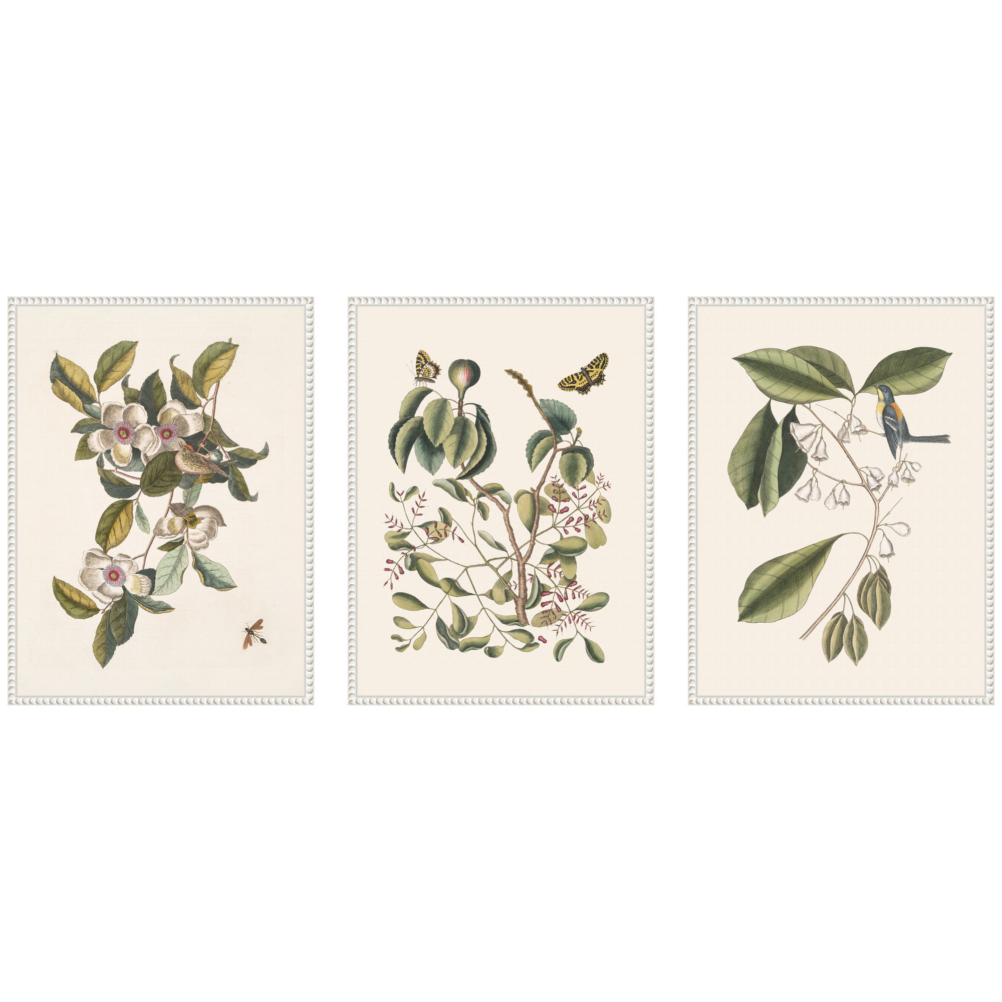 1754 Mark Catesby Botanicals and Avian Studies 3 Piece Framed Canvas Wall Art Set by Nostalgia Prints