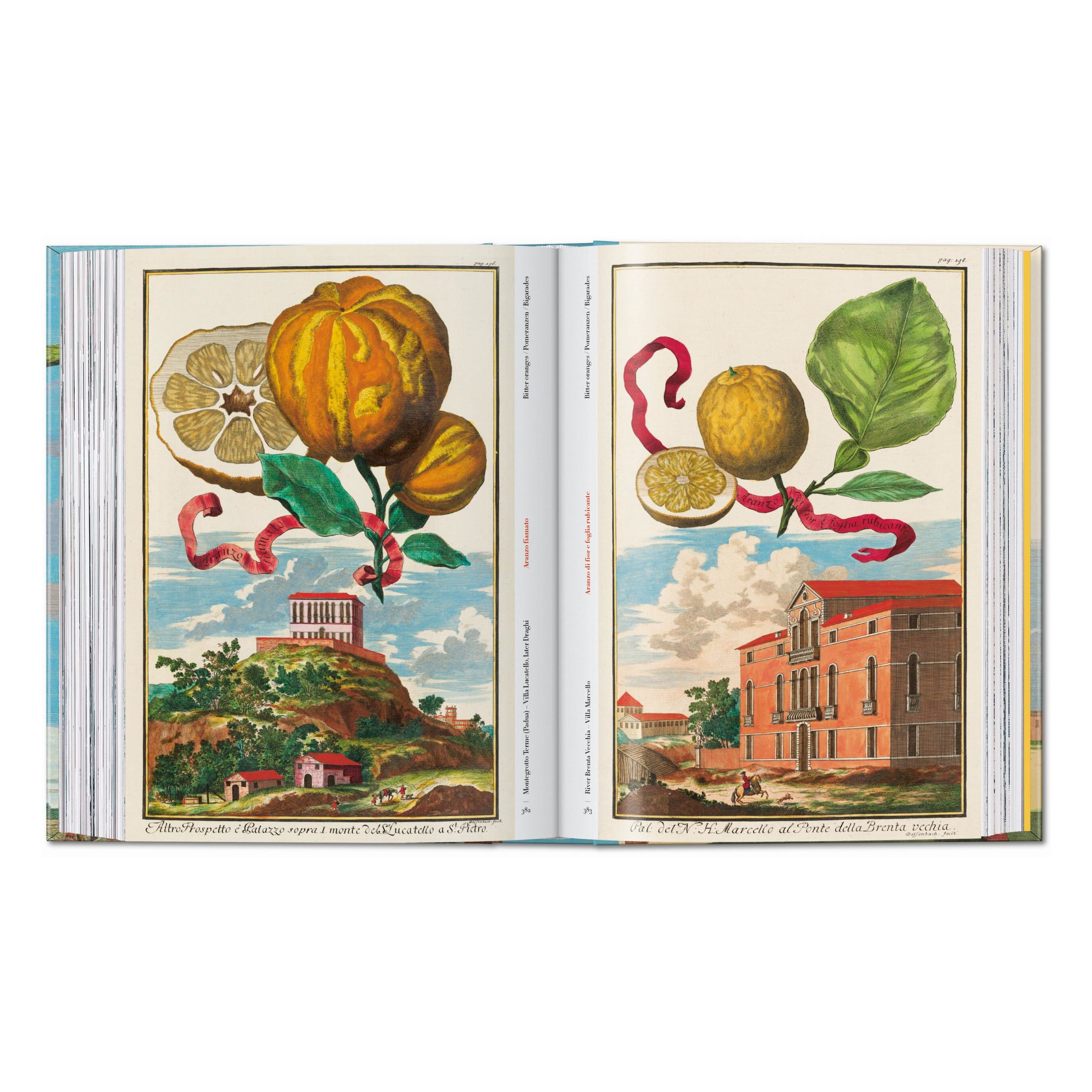 J. C. Volkamer. The Book of Citrus Fruits. 45th Ed. (German, French, English)