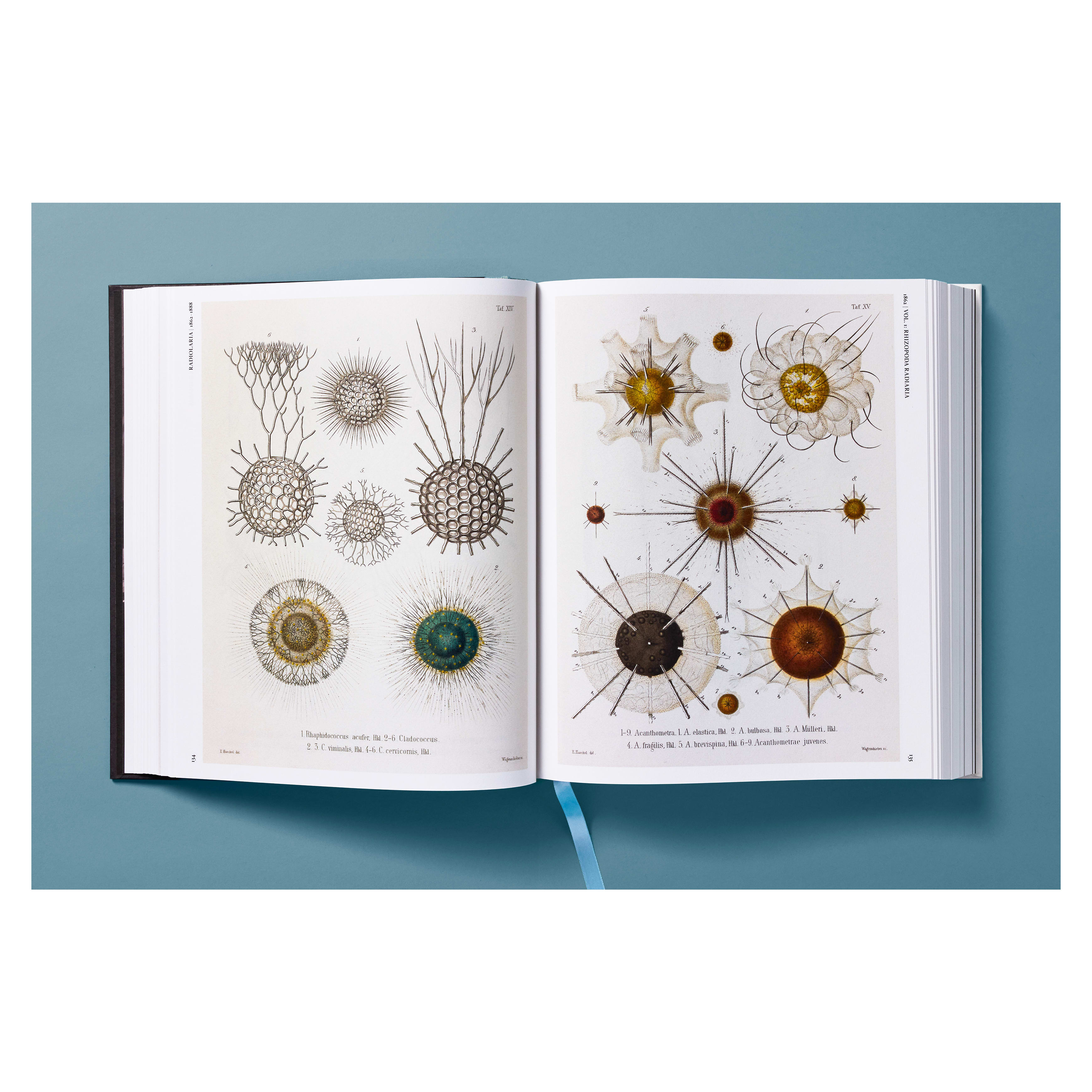 The Art and Science of Ernst Haeckel (German, French, English)