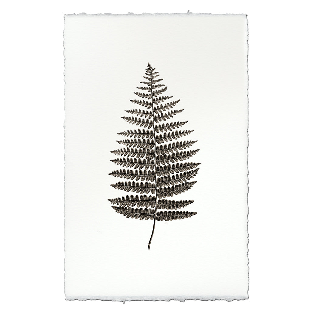 Fern #1
