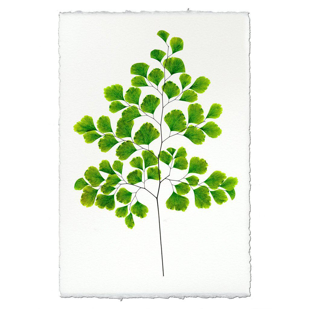 Fern #7