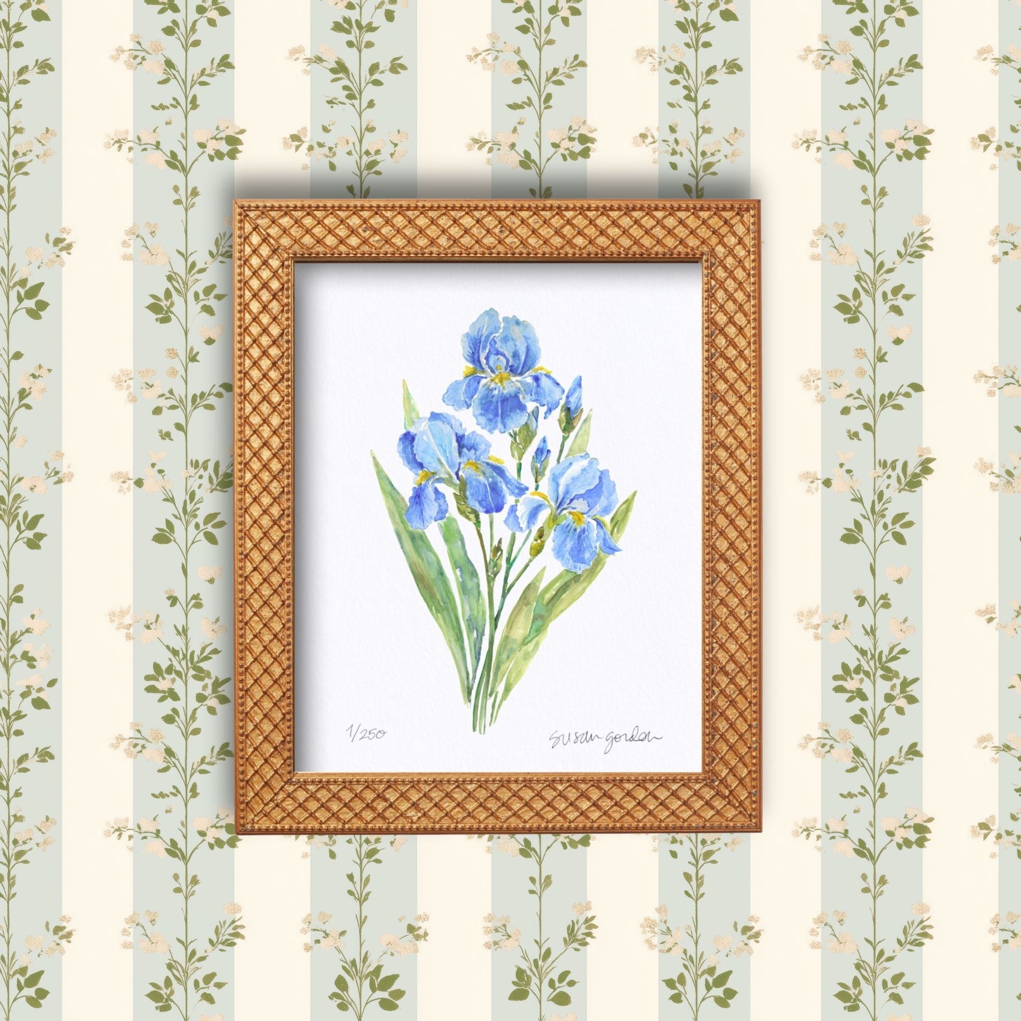 8x10 Dwarf Bearded Iris Prints By Susan Gordon