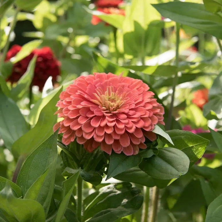 Zany for Zinnias - Our Grow Kit Gift Box with Zinnias - The Mayfair Hall