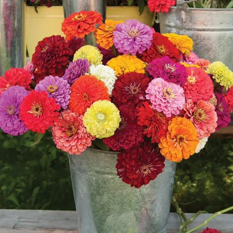 Zany for Zinnias - Our Grow Kit Gift Box with Zinnias - The Mayfair Hall