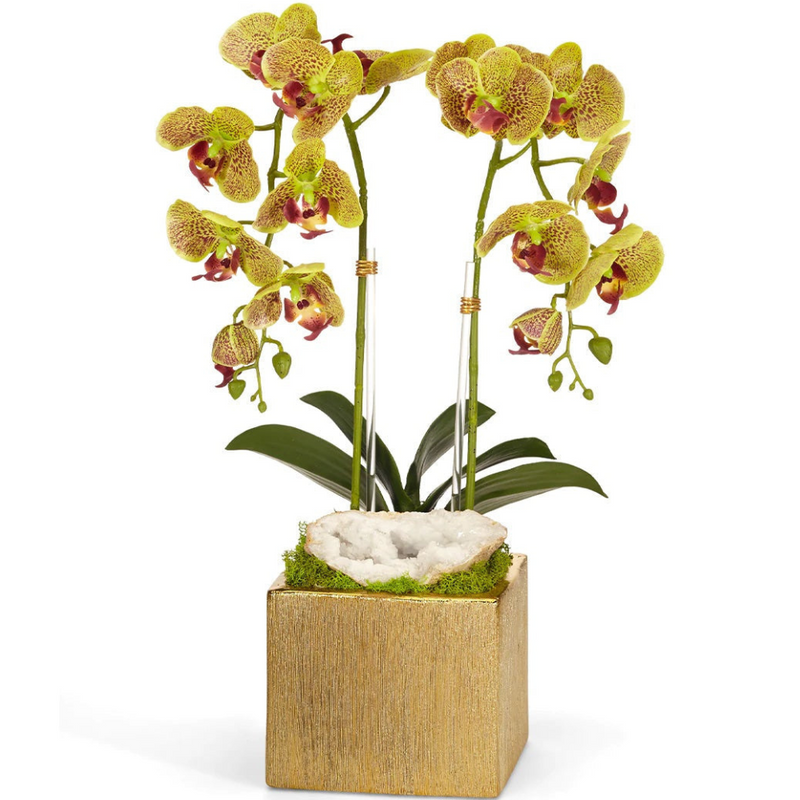 Double Green Orchid in Gold Square - The Mayfair Hall