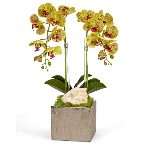 Double Green Orchid in Silver Square - The Mayfair Hall