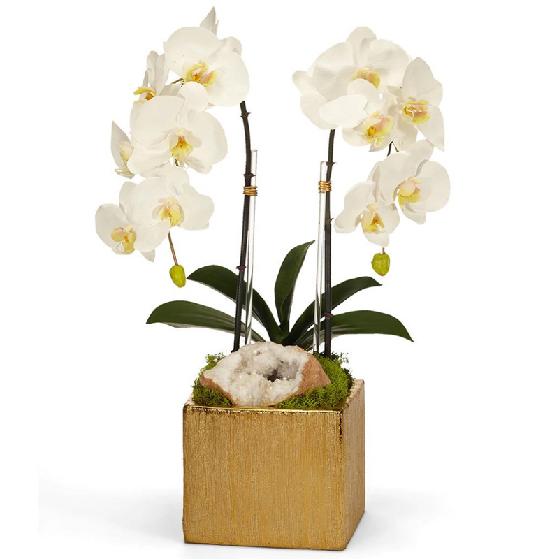 Double White Orchid in Gold Square - The Mayfair Hall